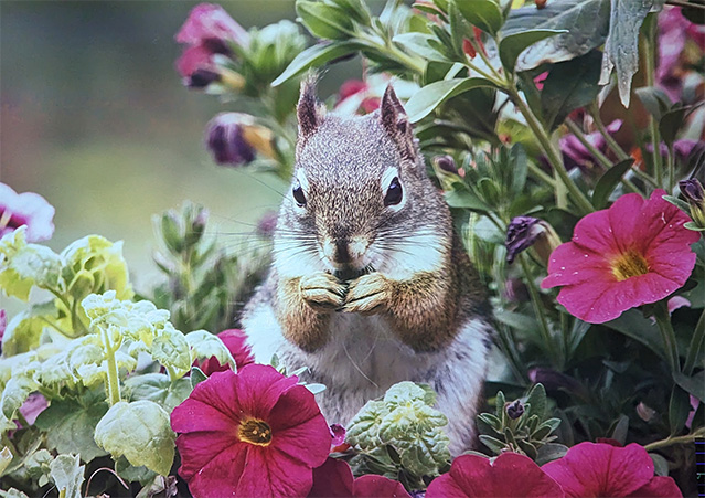 3_Squirrel.jpg
