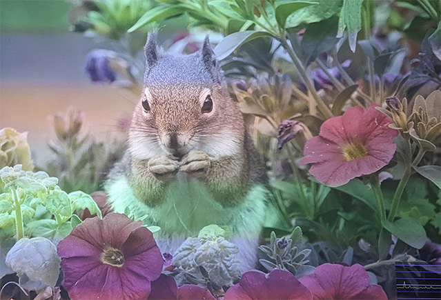 5_Squirrel.jpg