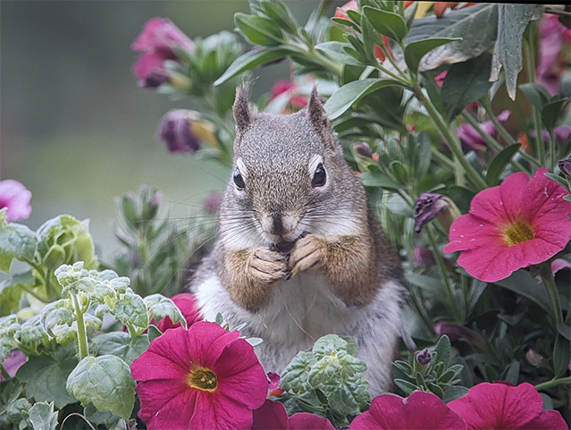 6_Squirrel.jpg