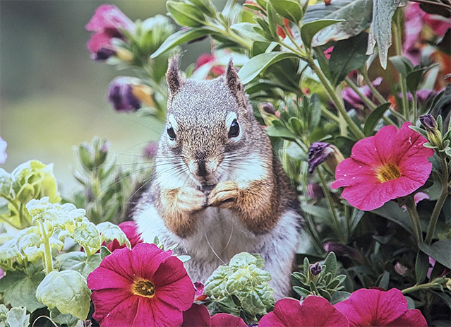 7_Squirrel.jpg