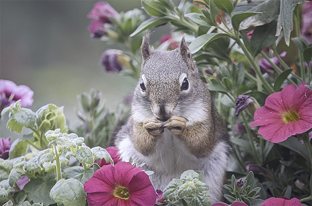 1_Squirrel.jpg