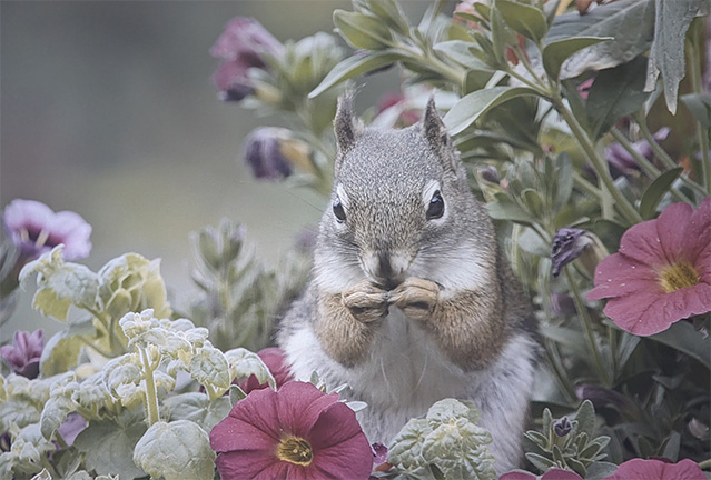 2_Squirrel.jpg