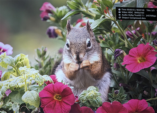 8_Squirrel.jpg